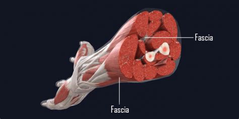 Fascia - the missing link to human health and well being - MihaPower ...