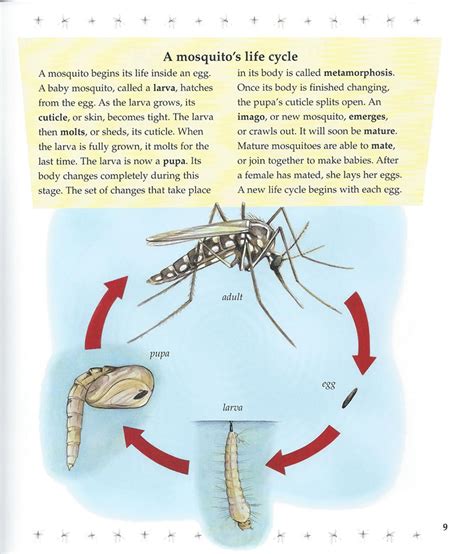 Life Cycle of a Mosquito