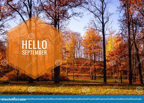 Hello September Banner. New Month. Greeting Card. Golden Autumn. the ...