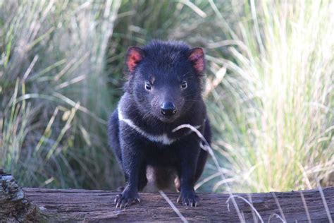 Devils provide the details - leading Tasmanian devil conservation ...