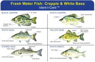 Crappie & White Bass Ident-I-Card - Waterproof Freshwater Fish ...