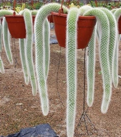 Monkey Tail Cactus | Plants, Ornamental plants, Planting succulents