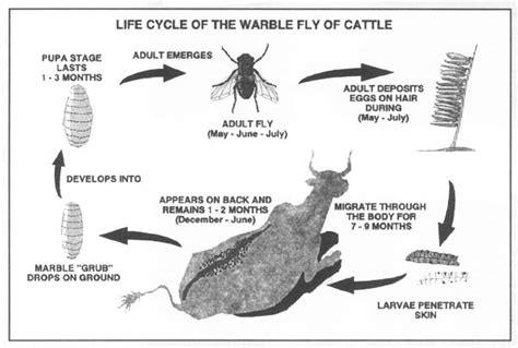 Protect Health.......Protect Life: Family Oestridae..Genus Hypoderma ...