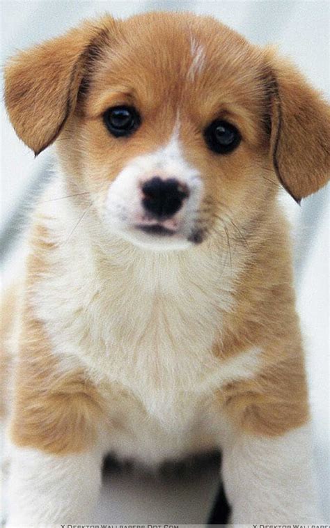 Puppy Backgrounds For Your Phone ~ Cute Wallpapers Phone Wallpaper ...