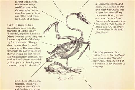 Anatomy of a Swan - Atticus Review