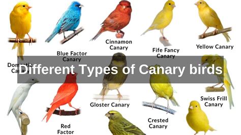 types of canaries different types of canary birds - domestic canary ...