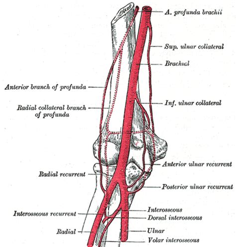 Brachial artery - Wikipedia