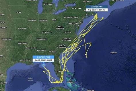 Great White Shark Tracking Map Atlantic - Maping Resources