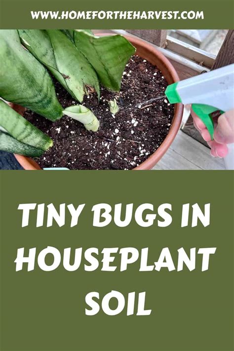 Tiny bugs in houseplant soil 🌿 🚫 How to tackle the tiny trespassers