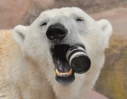 Shape,Senses,Teeth - Polar bears