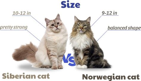 Siberian vs Norwegian Forest Cat: A Comprehensive Comparison