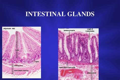 PPT - SMALL INTESTINE PowerPoint Presentation - ID:3840178