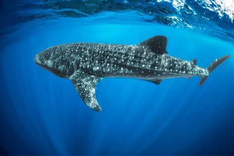 10 Fun Facts About Whale Sharks