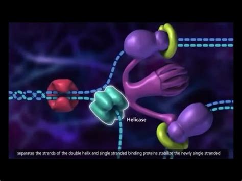 DNA Replication Process 3D Animation - YouTube