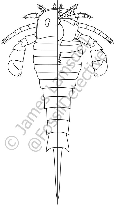 Dr. James Lamsdell on Twitter: "Been working on a diagram for general ...