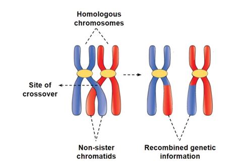 What stage does crossing over occur in meiosis?