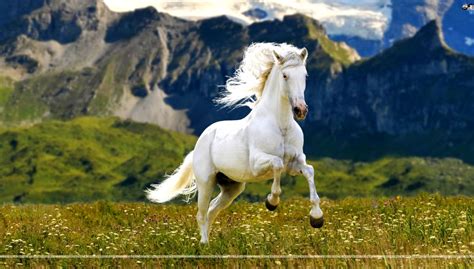 White Running Horse Wallpaper | Best Wallpapers HD Collection