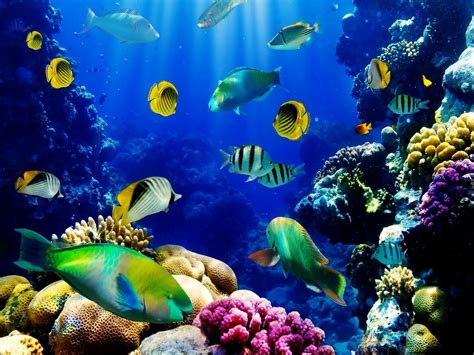 Fish Tank Wallpapers - Top Free Fish Tank Backgrounds - WallpaperAccess