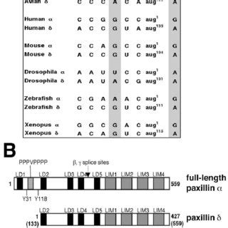 Paxillin Kozak sequence comparison and paxillin family domain ...