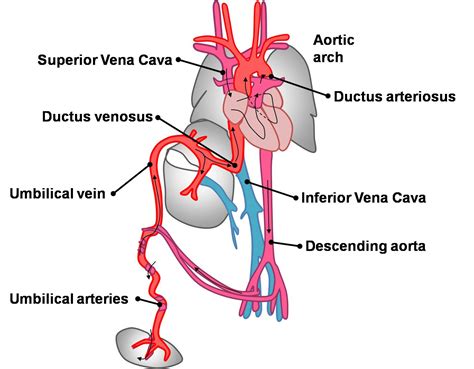 Anatomy Of Fetal Circulation