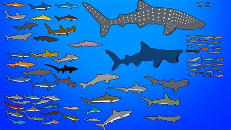 78 Living Sharks - Animated Size Comparison - What is the biggest shark ...