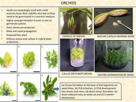 Plant Tissue Culture Technique and its applications