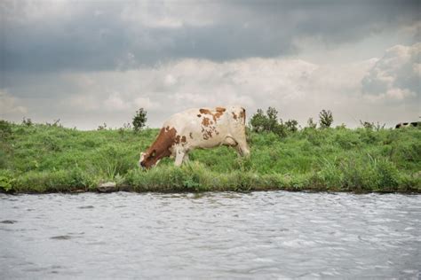 What Is Agricultural Runoff, and How Is It Harming Our Waters ...