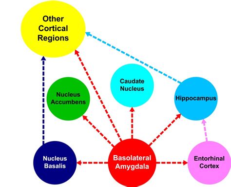 The Amygdala And Memory - slideshare