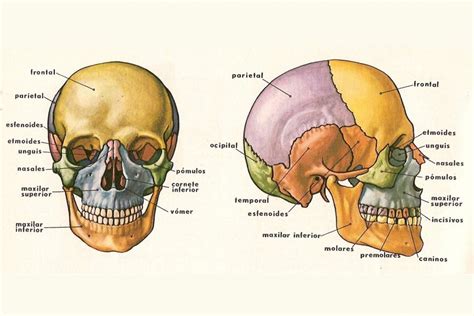 Huesos de la cabeza y el cráneo: anatomía, funciones y características