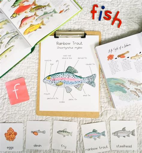 Rainbow Trout Life Cycle | Printable | Fish life cycle, Life cycles ...