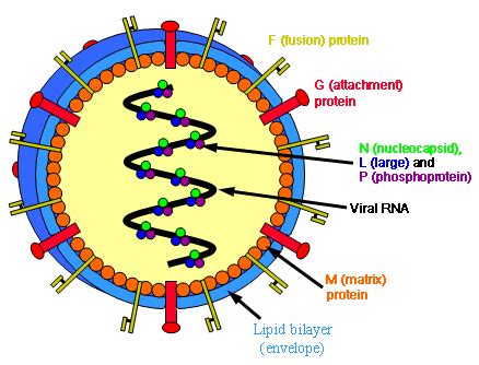 Paramyxoviridae - EcuRed