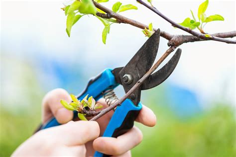 when to prune cherry trees australia - Shona Aragon