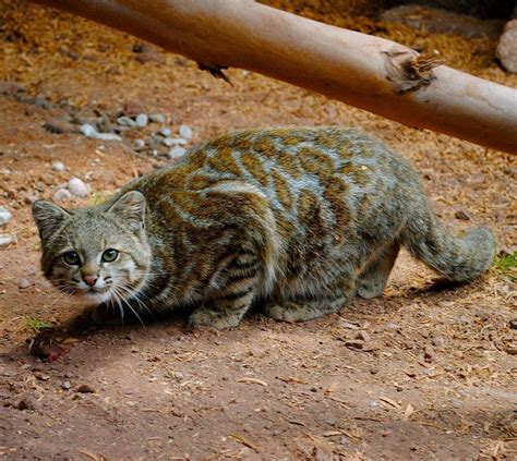 Gato de Los Andes Small Wild Cats, Small Cat, Big Cats, Wild Cat ...