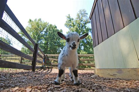 Tanglewood Farm, A Farm Dedicated to Miniature Animals