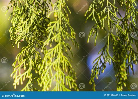 Pine Tree Leaves Close-up and Macro, Green Nature Background Stock ...