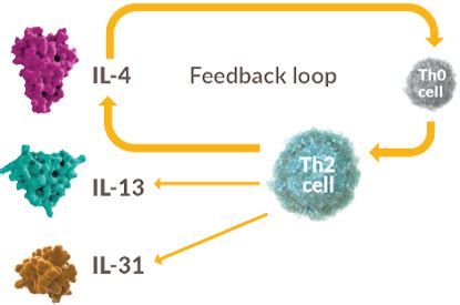 DUPIXENT® (dupilumab) Mechanism of Action for Uncontrolled Moderate-to ...