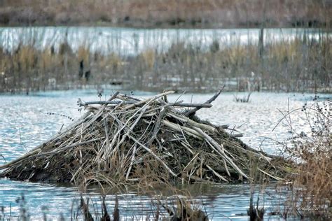 Beaver Habitat Photograph by Brian Wallace - Pixels