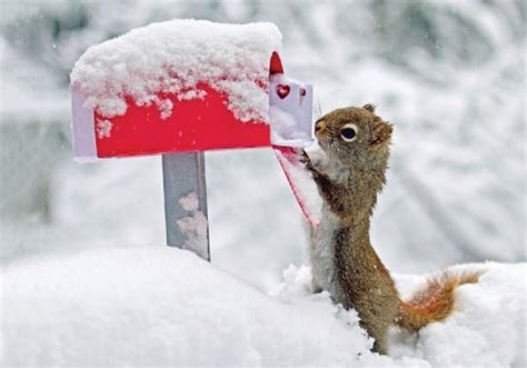 Squirrel Christmas Cards | Kritters in the Mailbox | Squirrel Christmas ...