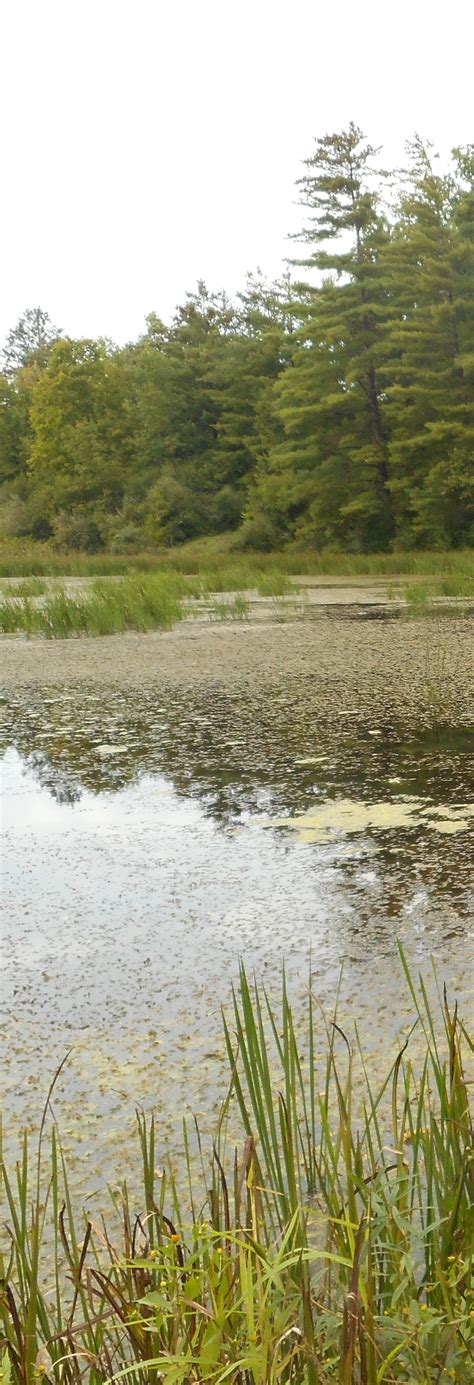 Wetlands & Climate Change