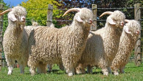 Angora Goat Breed – Everything You Need to Know