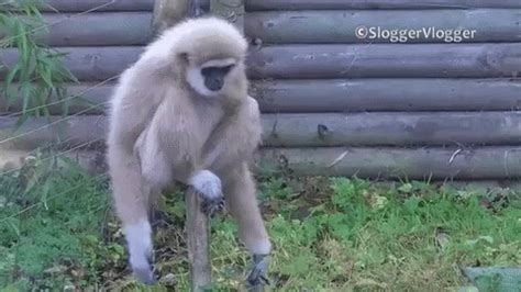 Gibbon GIFs | Tenor