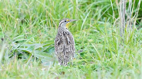 jack williamson | Western Meadowlark: Habitat - How Much is Enough