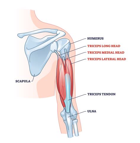 V Bar Tricep Pushdown: Benefits, Muscles Worked, and More - Inspire US