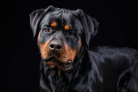 Download Dog Animal Rottweiler HD Wallpaper