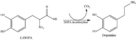 L-DOPA precursor structure and decarboxylation in dopamine in the ...