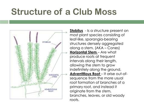 Label The Structures On This Diagram Of A Moss. - alternator