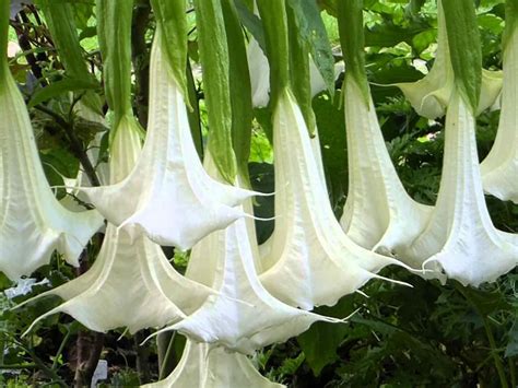 Brugmansia arborea (Angel’s Trumpet) #brugmansia #plantopedia # ...