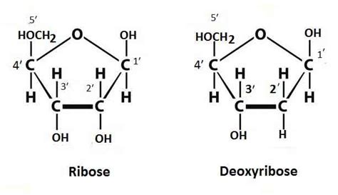 DNA : Its Structure and Functions - Biology Educare