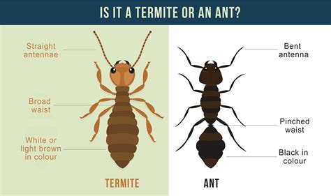 Exploring The Diversity Of Termites: Discovering The Many Breeds Of ...