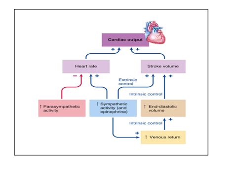 Help with this cardiac output diagram : biology